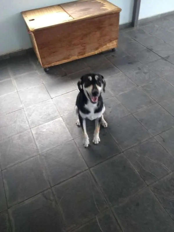 Cachorro ra a vira lata idade 7 a 11 meses nome Cock