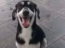 Cachorro ra a vira lata idade 7 a 11 meses nome Cock
