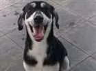 Cachorro raça vira lata idade 7 a 11 meses nome Cock