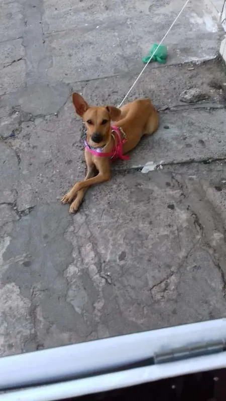 Cachorro raça Indefinida  idade 1 ano nome Belinha