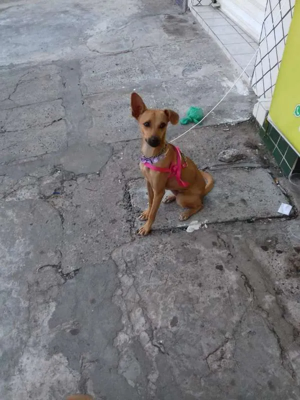 Cachorro raça Indefinida  idade 1 ano nome Belinha