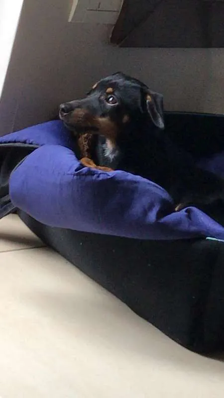 Cachorro ra a SRD idade 2 a 6 meses nome Bruce