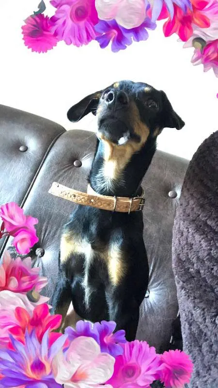 Cachorro ra a SRD idade 2 a 6 meses nome Bruce