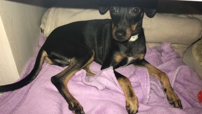 Cachorro ra a SRD idade 2 a 6 meses nome Bruce