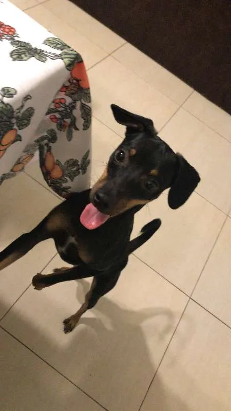 Cachorro ra a SRD idade 2 a 6 meses nome Bruce