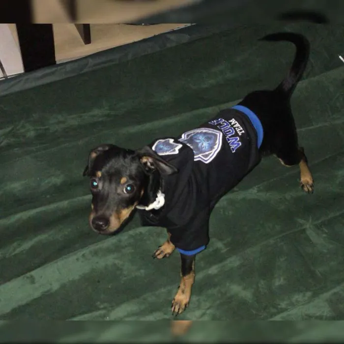 Cachorro ra a SRD idade 2 a 6 meses nome Bruce