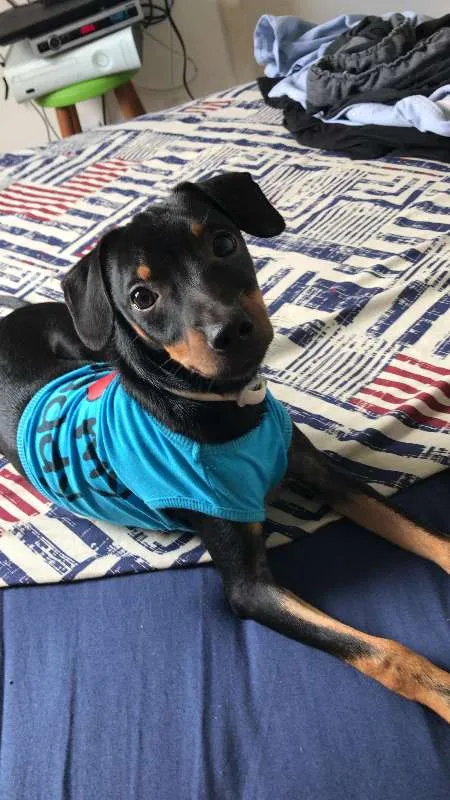 Cachorro ra a SRD idade 2 a 6 meses nome Bruce