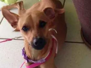 Cachorro raça Indefinida  idade 1 ano nome Belinha