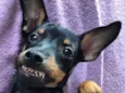 Bruce