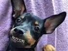 Cachorro raça SRD idade 2 a 6 meses nome Bruce