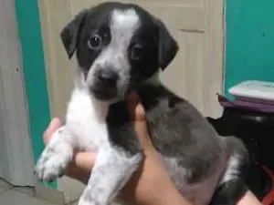Cachorro raça vira lata idade 2 a 6 meses nome Lily