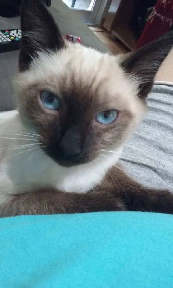 Gato ra a Siamês idade 2 a 6 meses nome Caçulinha