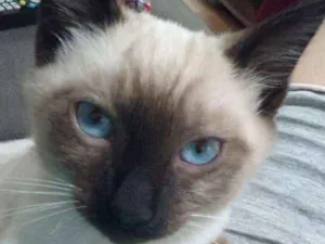 Gato raça Siamês idade 2 a 6 meses nome Caçulinha
