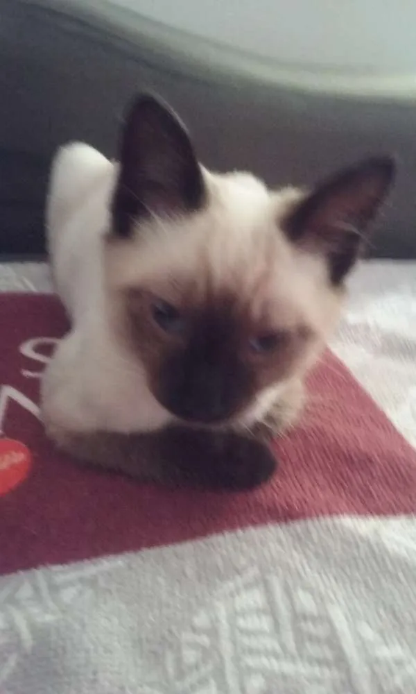 Gato ra a Siamês idade 2 a 6 meses nome Caçulinha
