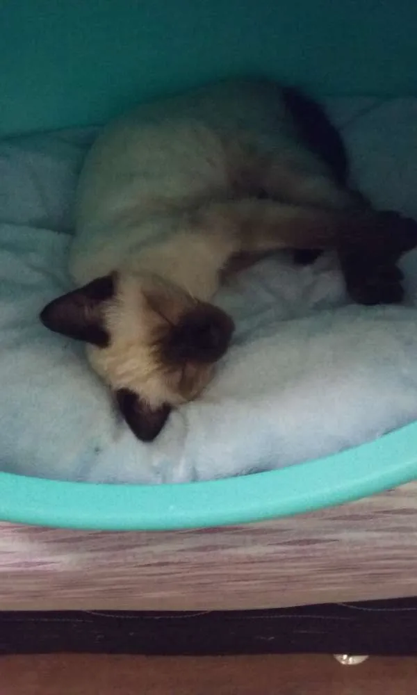 Gato ra a Siamês idade 2 a 6 meses nome Caçulinha