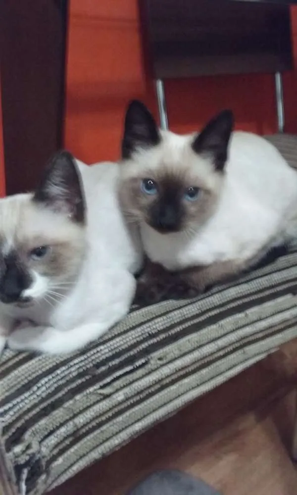 Gato ra a Siamês idade 2 a 6 meses nome Caçulinha