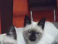 Caçulinha
