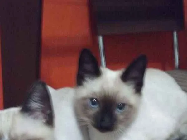 Gato ra a Siamês idade 2 a 6 meses nome Caçulinha