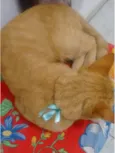 Mister Cat