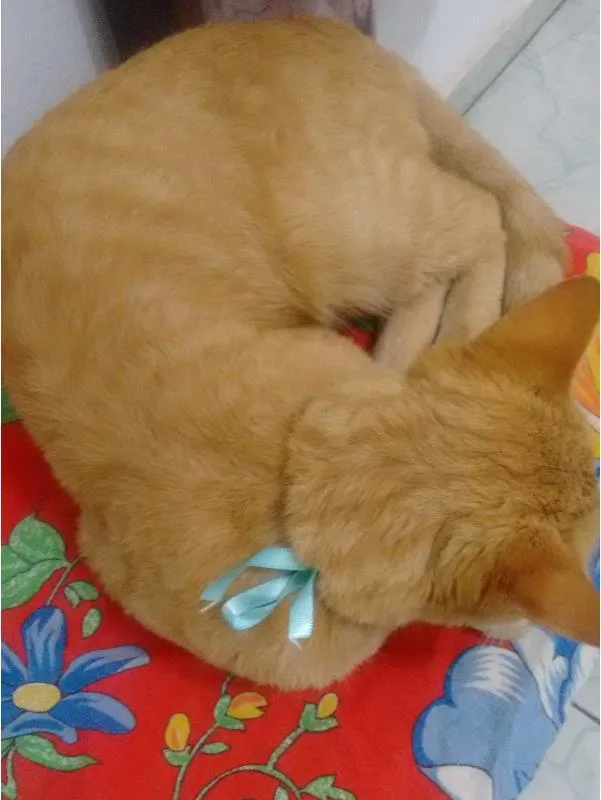Gato raça  idade 2 anos nome Mister Cat
