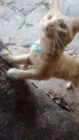 Mister Cat