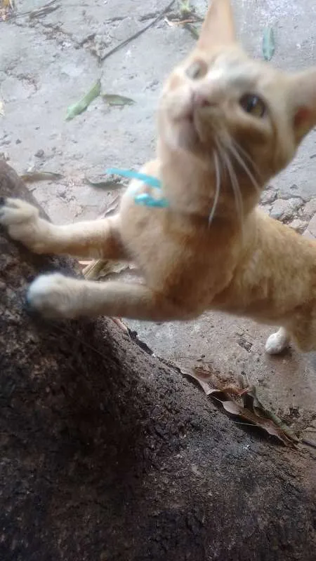 Gato raça  idade 2 anos nome Mister Cat