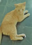 Mister Cat
