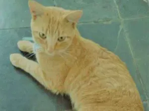 Gato raça  idade 2 anos nome Mister Cat