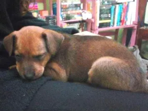 Cachorro raça Vira lata idade 2 a 6 meses nome Monstrinho