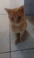 Mister Cat