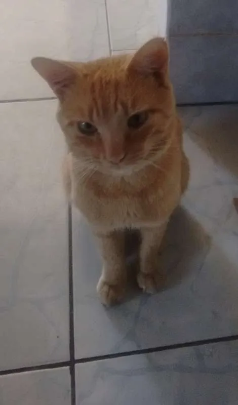 Gato raça  idade 2 anos nome Mister Cat
