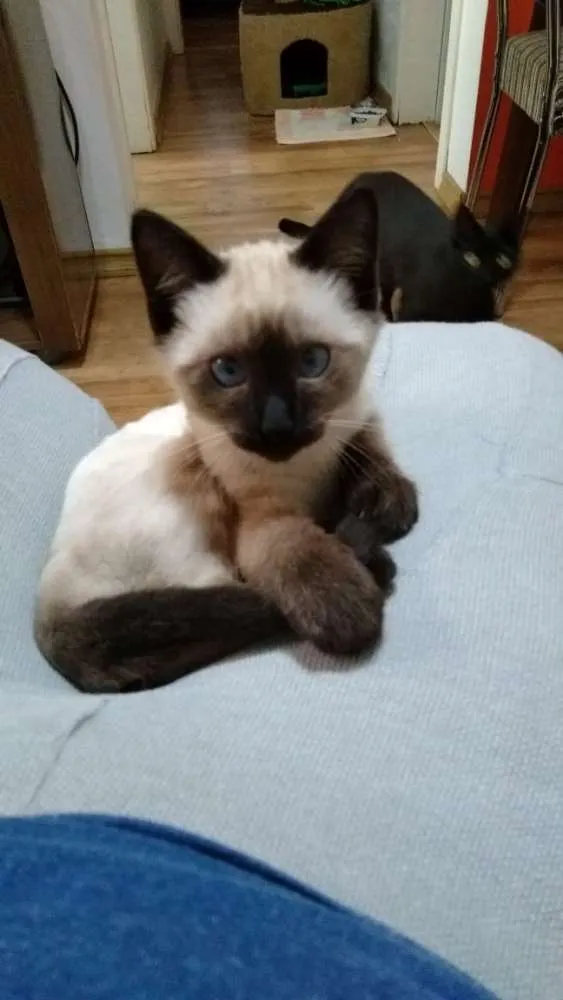 Gato ra a Siamês idade 2 a 6 meses nome Ursinho