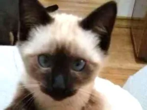 Gato raça Siamês idade 2 a 6 meses nome Ursinho