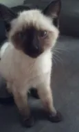 Ursinho