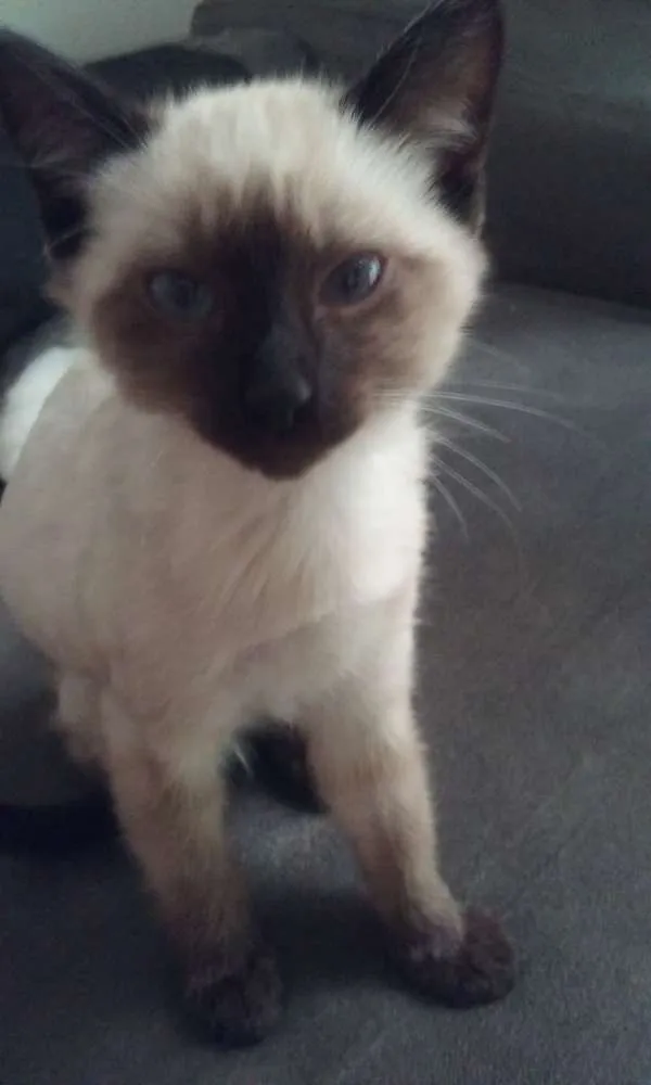 Gato ra a Siamês idade 2 a 6 meses nome Ursinho
