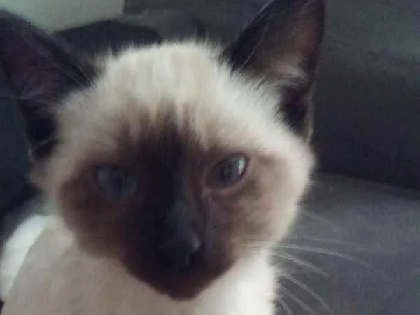 Gato ra a Siamês idade 2 a 6 meses nome Ursinho