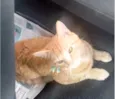 Mister Cat