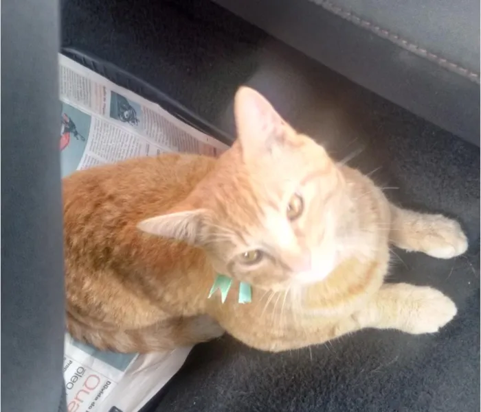 Gato raça  idade 2 anos nome Mister Cat