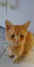 Mister Cat