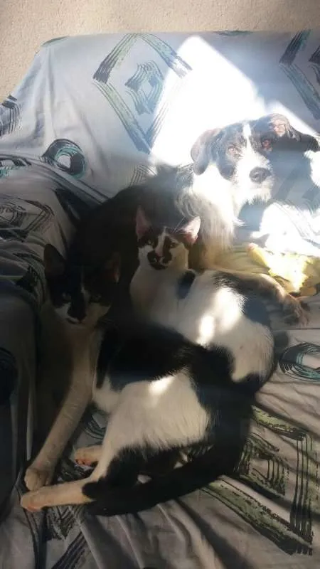 Cachorro ra a indefinida idade 7 a 11 meses nome kayte