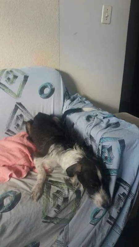 Cachorro ra a indefinida idade 7 a 11 meses nome kayte