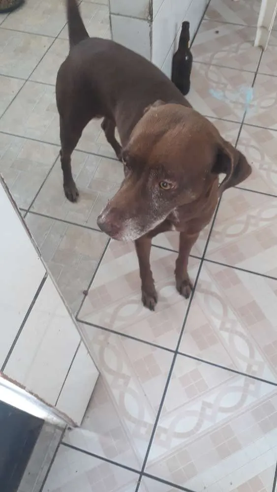 Cachorro ra a Misturada idade 4 anos nome Zeus e Tob irmãos 