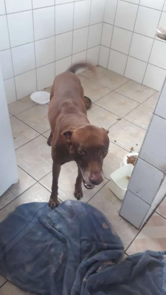 Cachorro ra a Misturada idade 4 anos nome Zeus e Tob irmãos 