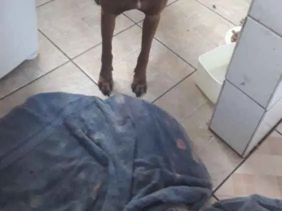 Cachorro ra a Misturada idade 4 anos nome Zeus e Tob irmãos 