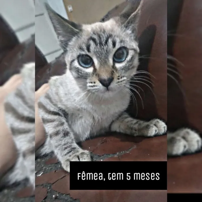 Gato ra a Siamês idade 2 a 6 meses nome Pérola , branca... 