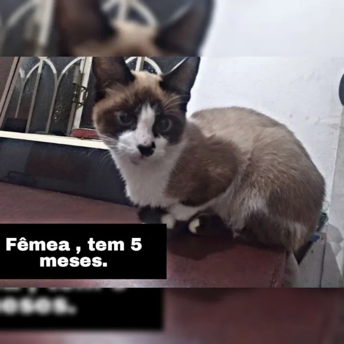 Gato ra a Siamês idade 2 a 6 meses nome Pérola , branca... 