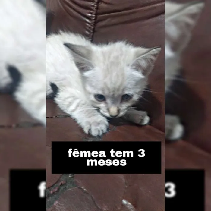 Gato ra a Siamês idade 2 a 6 meses nome Pérola , branca... 