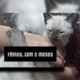 Pérola , branca... 