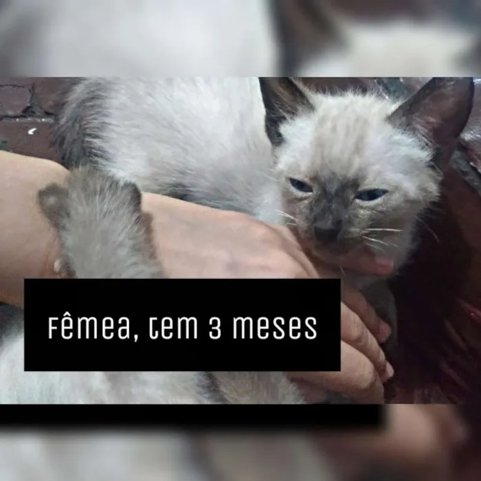 Gato ra a Siamês idade 2 a 6 meses nome Pérola , branca... 