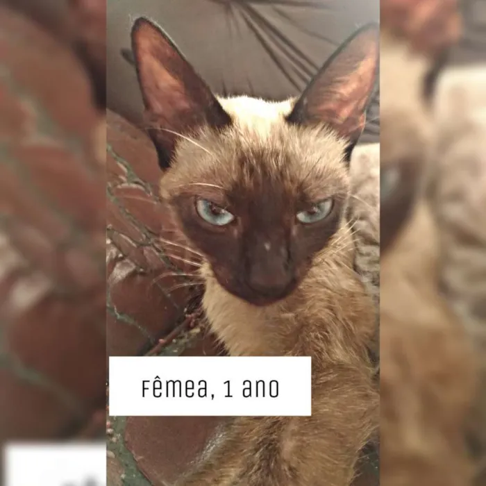 Gato ra a Siamês idade 2 a 6 meses nome Pérola , branca... 